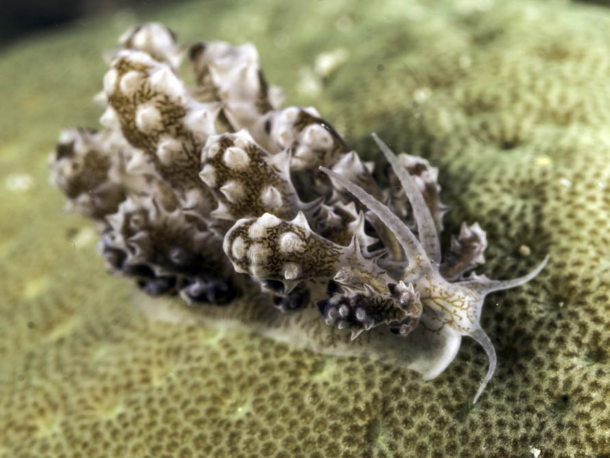 Phyllodesmium koehleri
